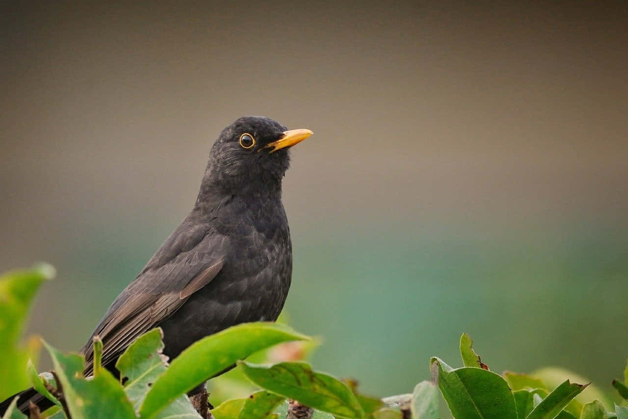 Blackbird Perchedin Greenery Wallpaper