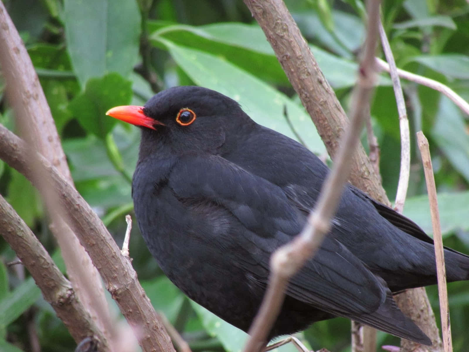 Blackbird Perchedin Greenery.jpg Wallpaper