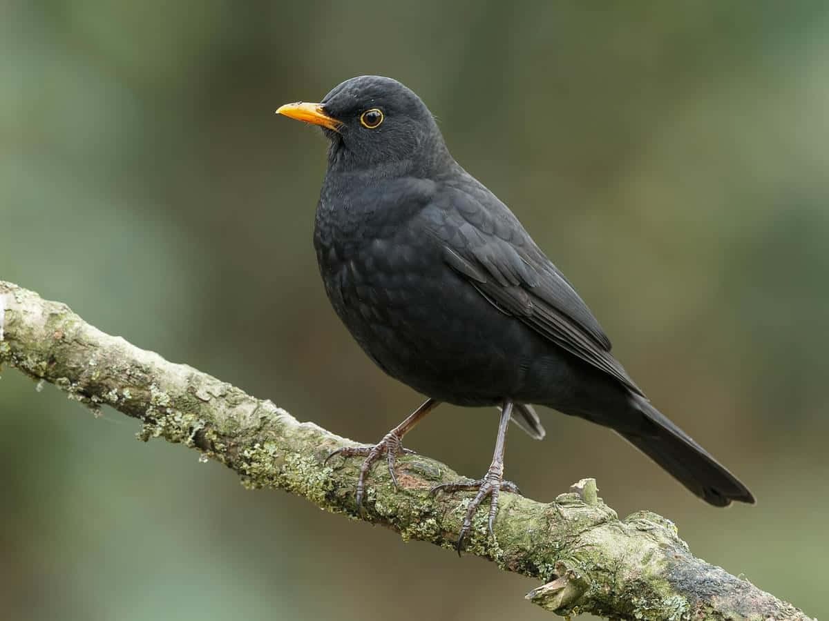 Blackbird Perchedon Branch Wallpaper