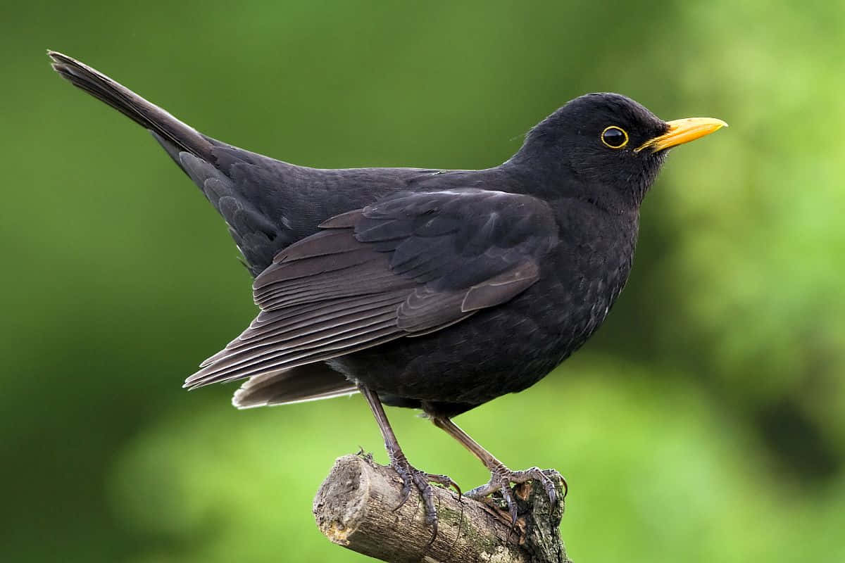 Blackbird Perchedon Branch Wallpaper