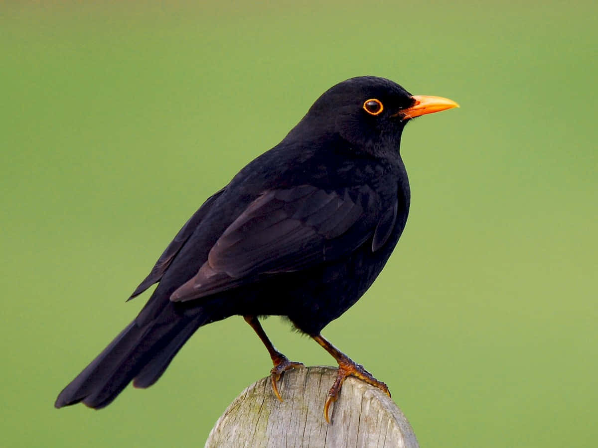 Blackbird Perchedon Post Wallpaper