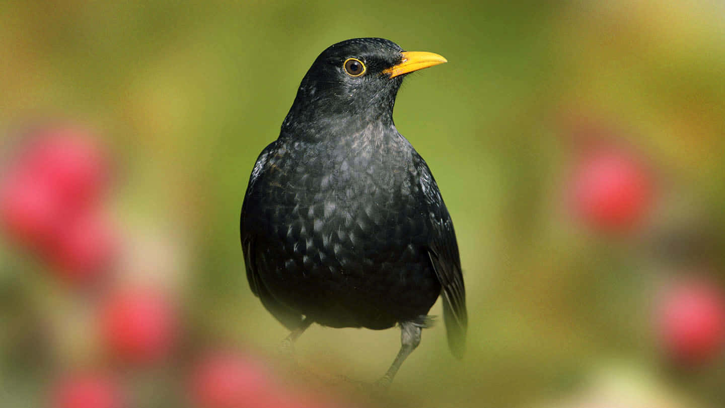 Blackbird Portrait Against Blurry Background.jpg Wallpaper