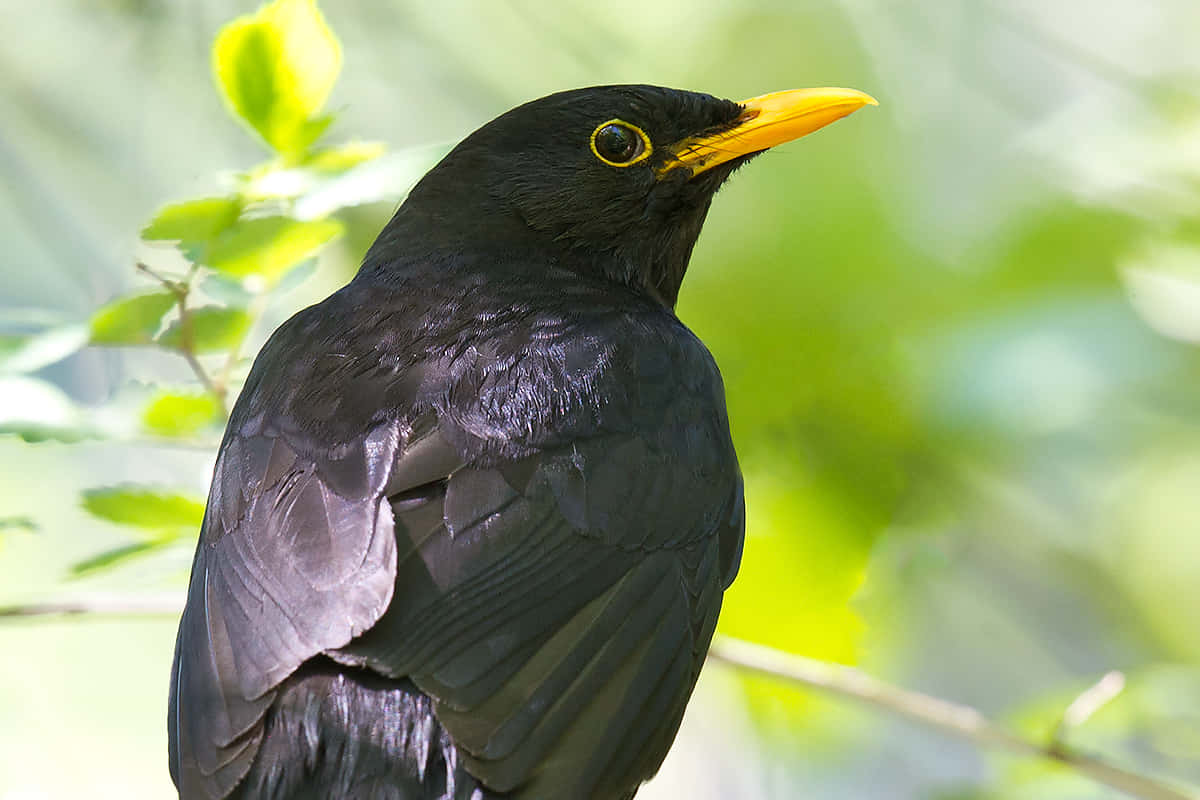 Blackbird Portraitin Nature.jpg Wallpaper