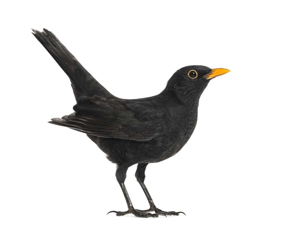 Blackbird Profile White Background.jpg Wallpaper