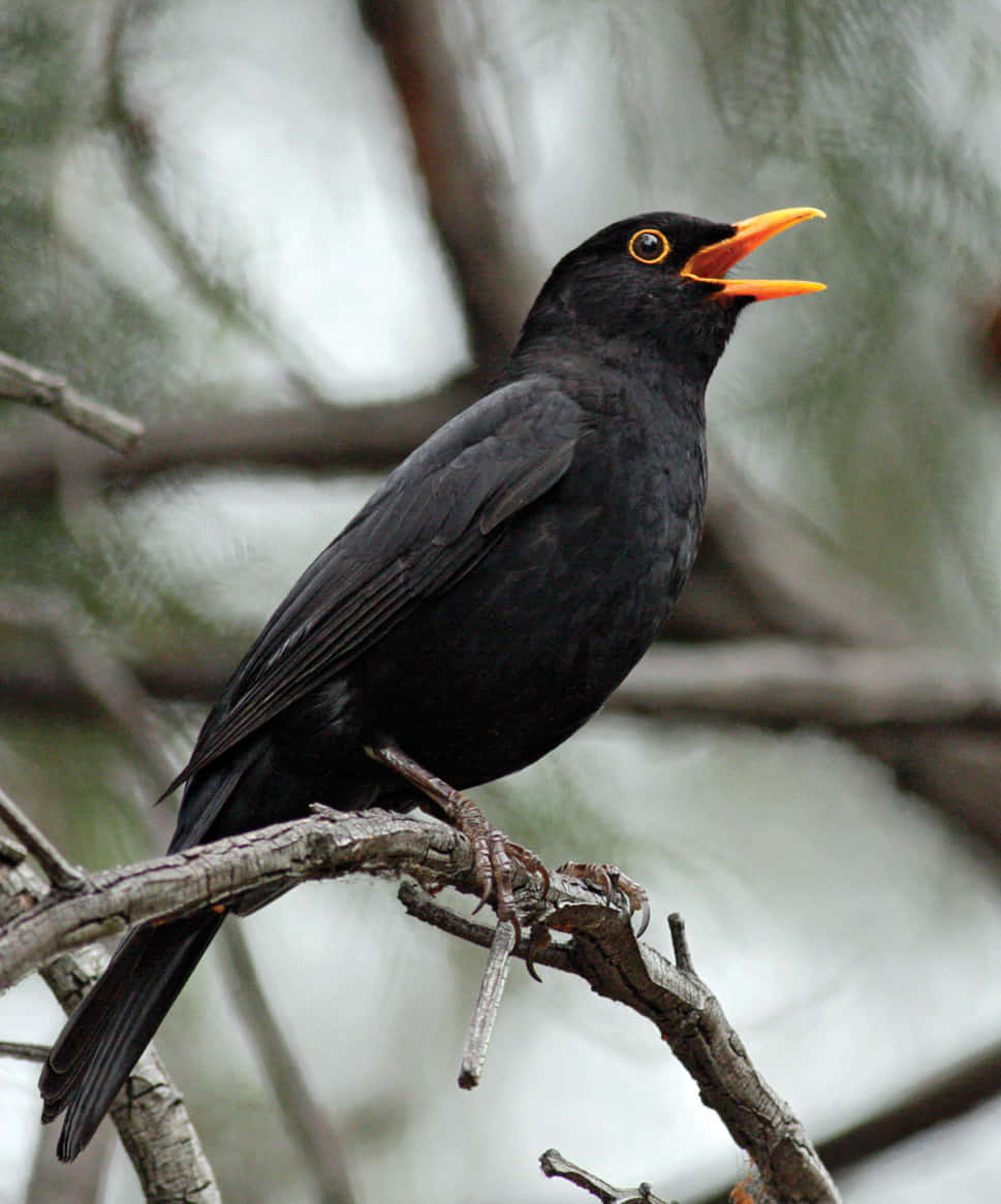 Blackbird Singingon Branch.jpg Wallpaper