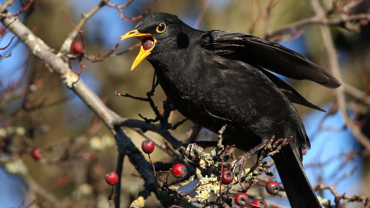 Blackbird Singingon Branch.jpg Wallpaper