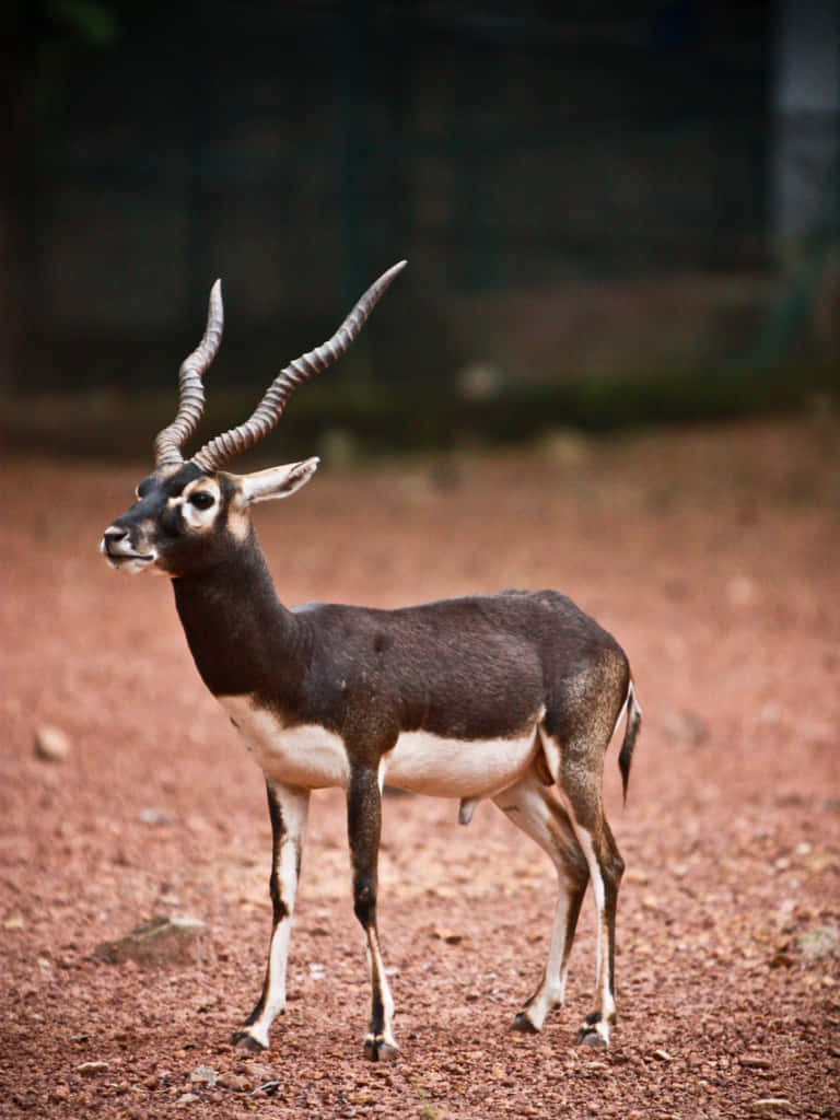 Blackbuck Antelope Cervicapra Wallpaper