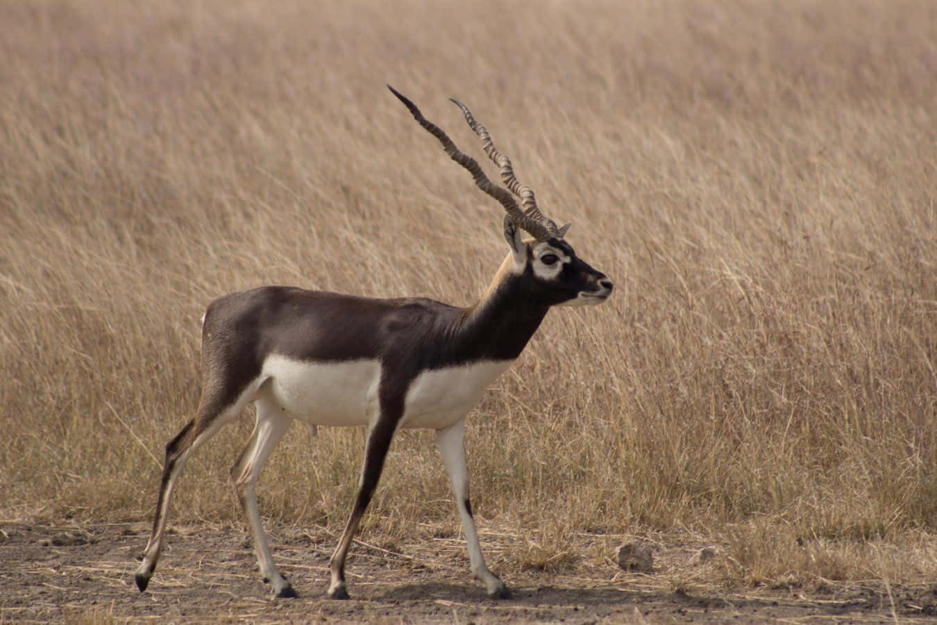 Blackbuck Antilope Cervicapra In Grassland.jpg Wallpaper