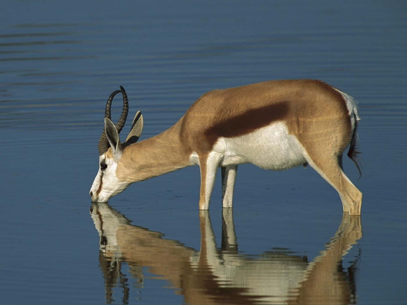 Blackbuck Drinking Water Reflection Wallpaper