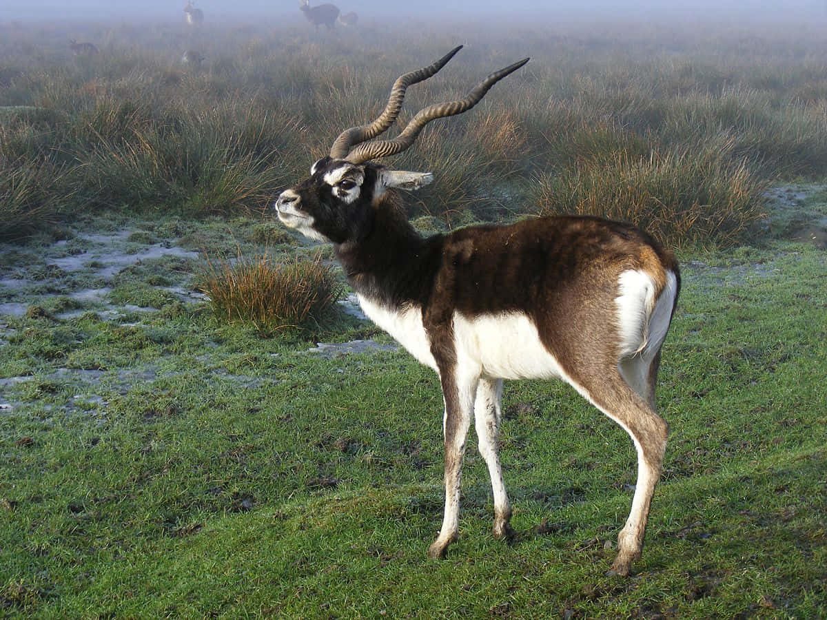 Blackbuckin Misty Grassland Wallpaper