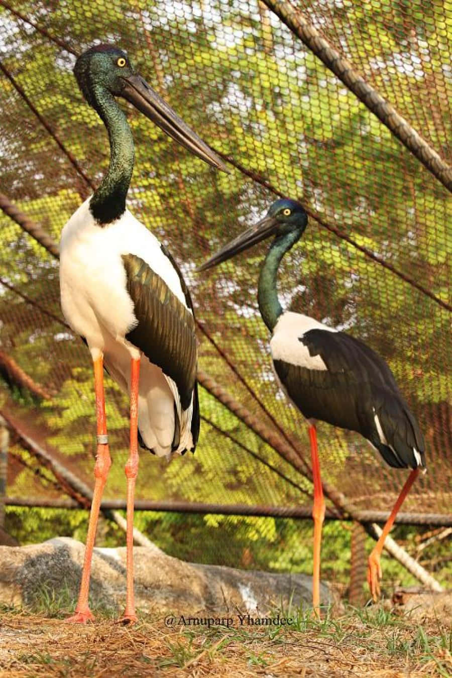 Blacknecked Storksin Habitat.jpg Wallpaper