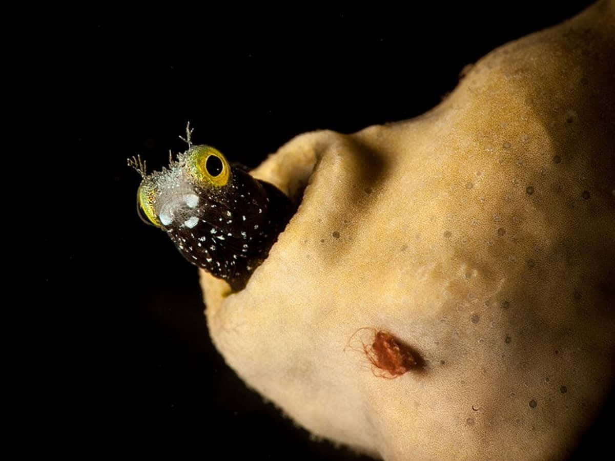 Blenny Peeking Out From Coral Wallpaper