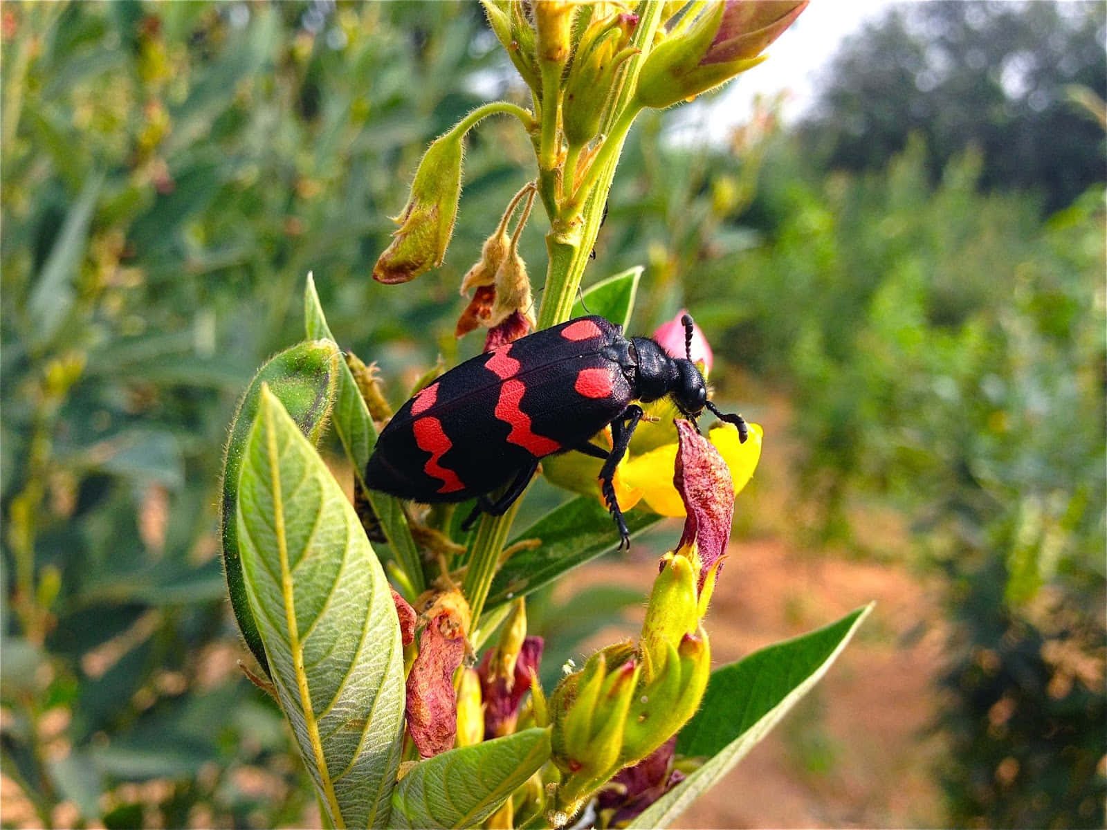 Blister Beetleon Flower.jpg Wallpaper