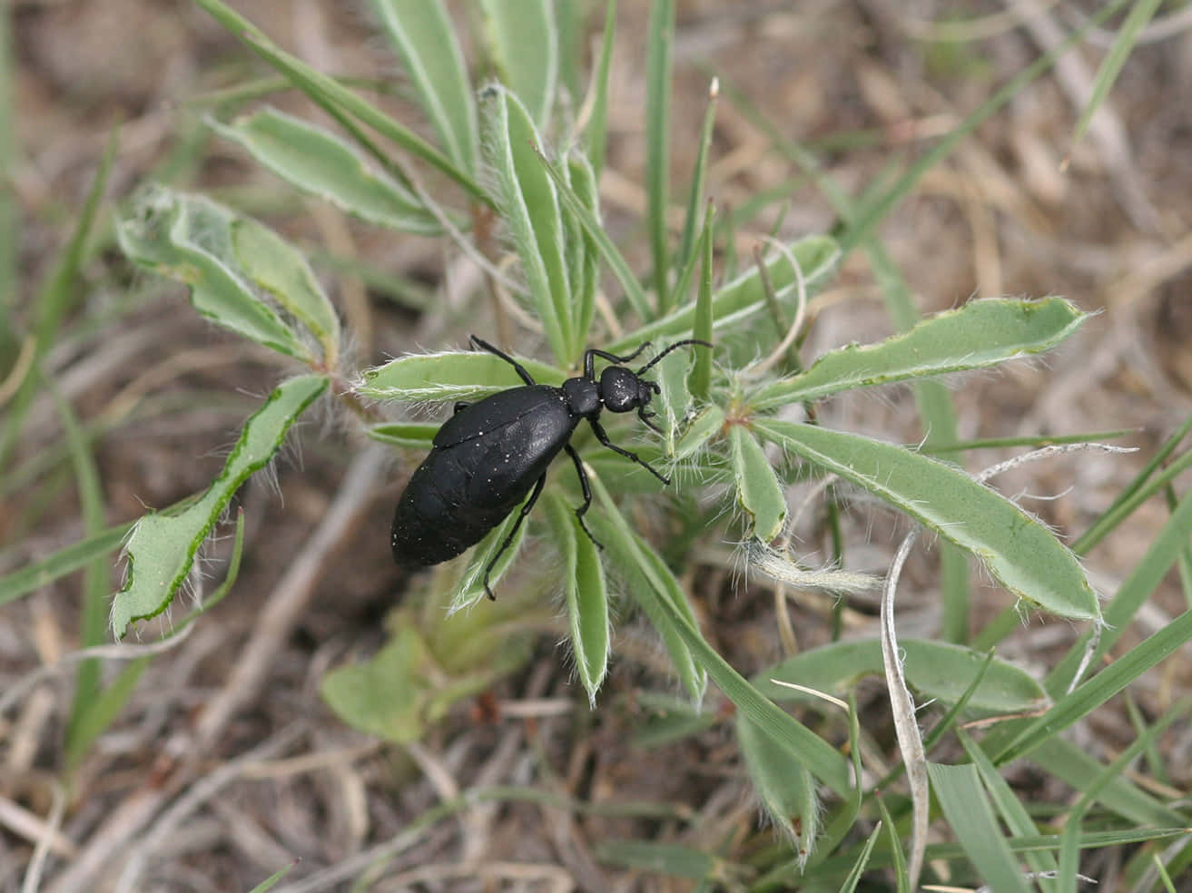 Blister Beetleon Green Plant Wallpaper