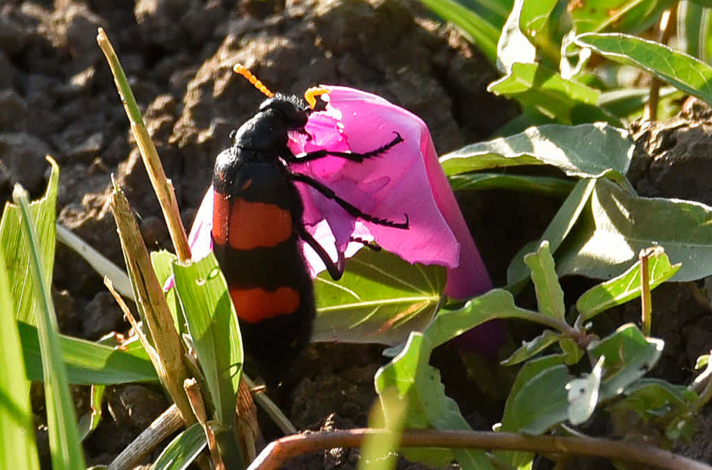 Blister Beetleon Pink Flower Wallpaper