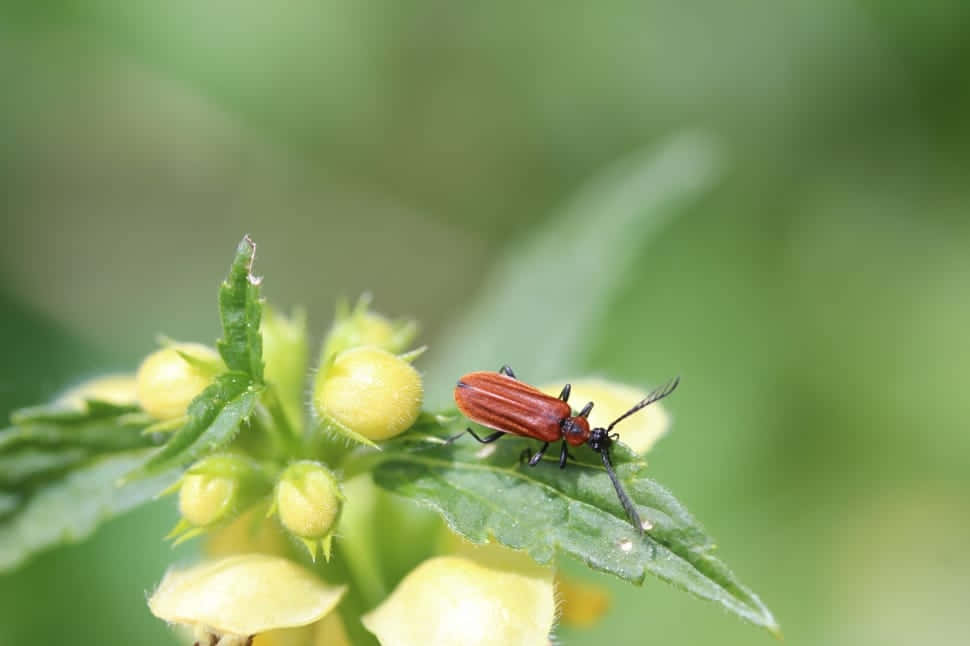 Blister Beetleon Plant Wallpaper