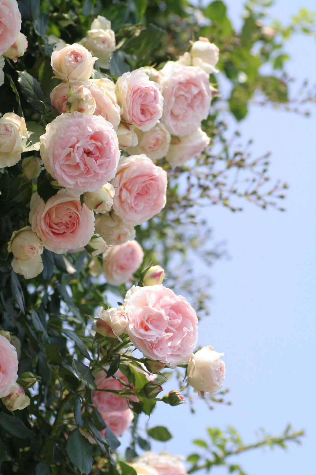 Blooming Beauty In An English Rose Garden Wallpaper