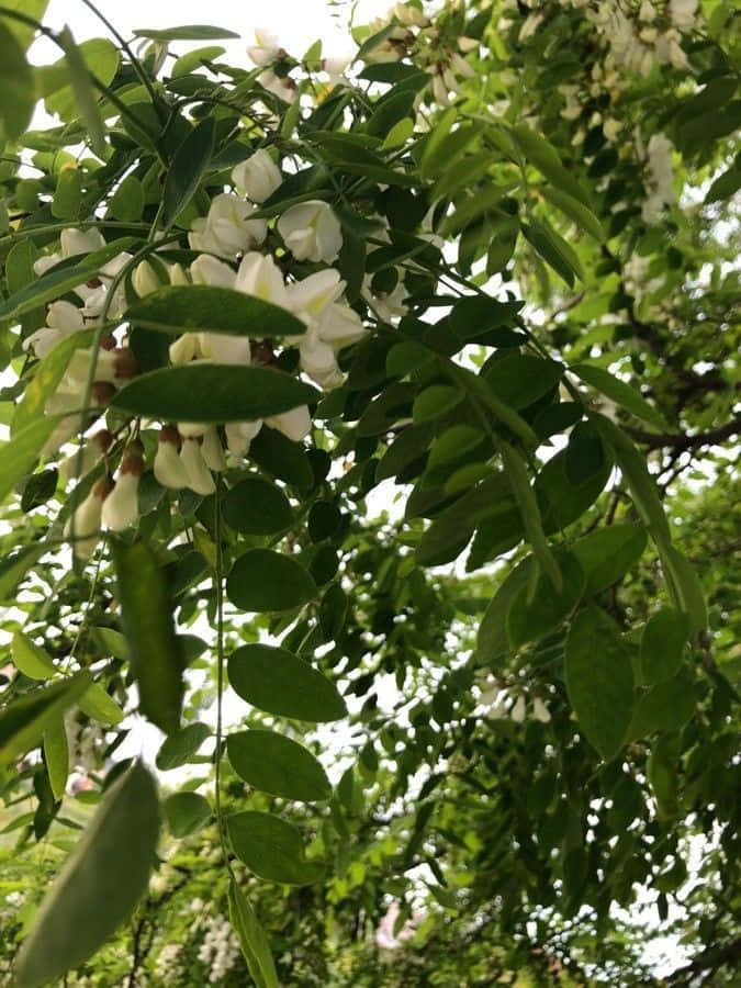 Blooming Black Locust Flowers Wallpaper