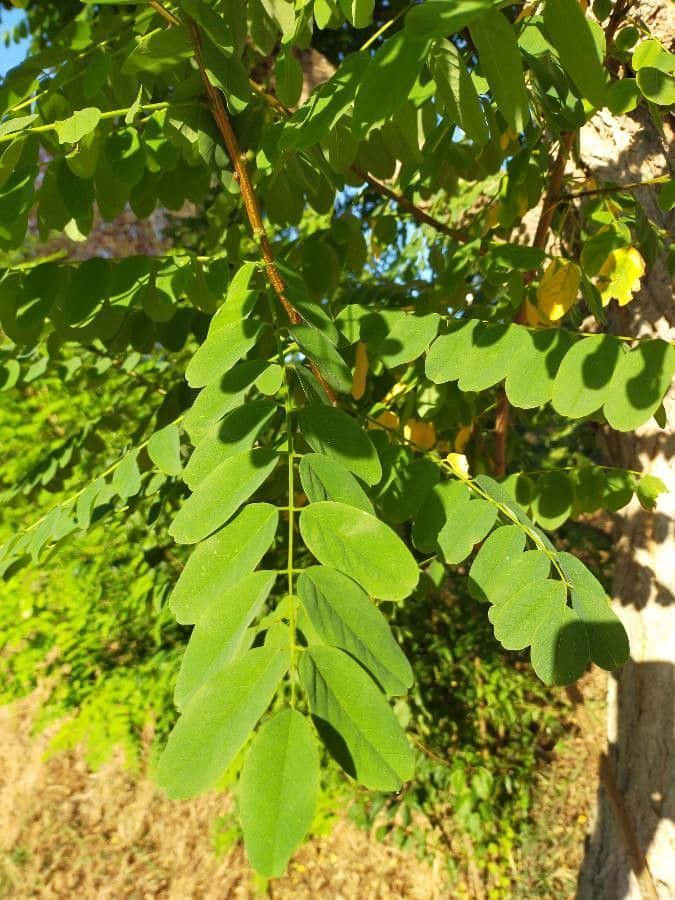 Blooming Black Locust In Spring Wallpaper