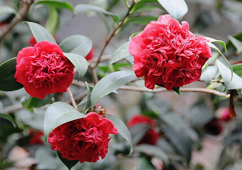 Blooming Camellia Sasanqua In Full Display Wallpaper