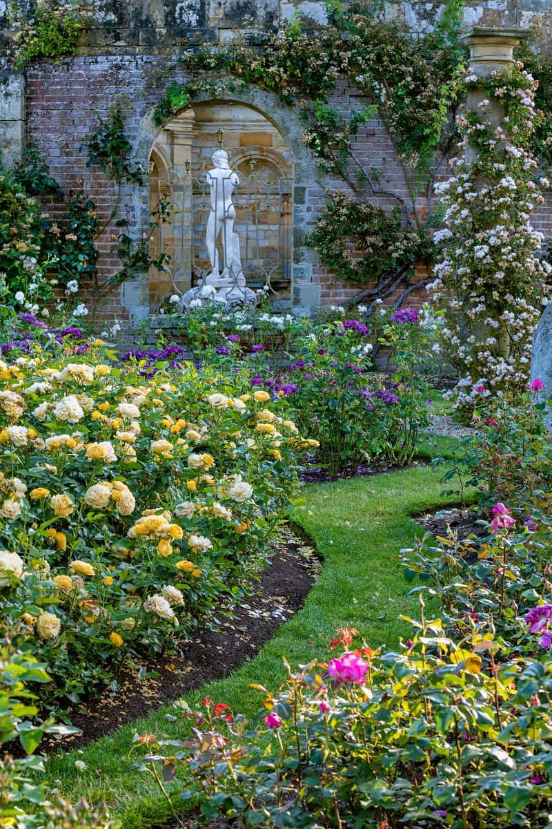 Blooming English Rose Garden Wallpaper