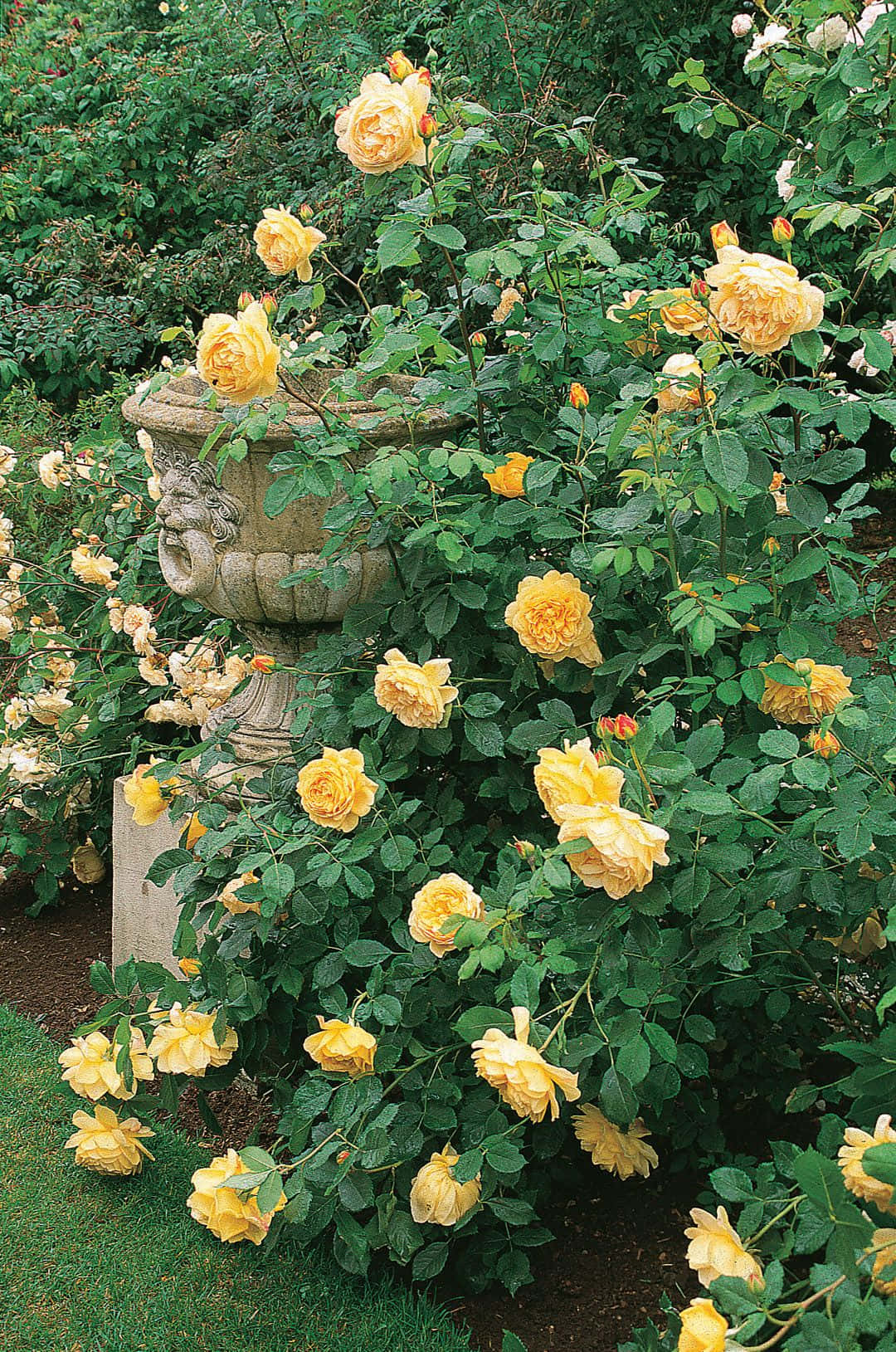 Blooming English Rose Garden Wallpaper