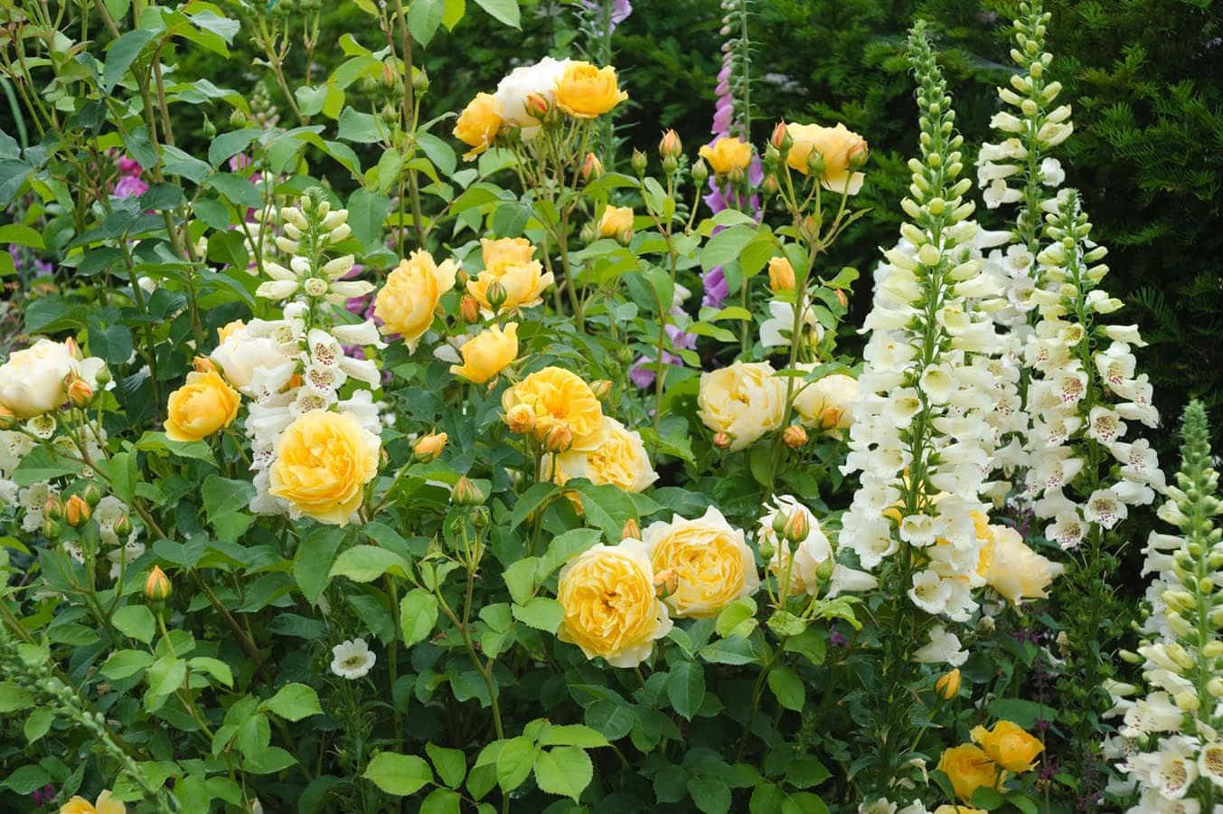 Blooming English Rose Garden Wallpaper