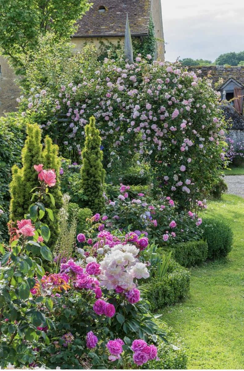 Blooming English Rose Garden Wallpaper