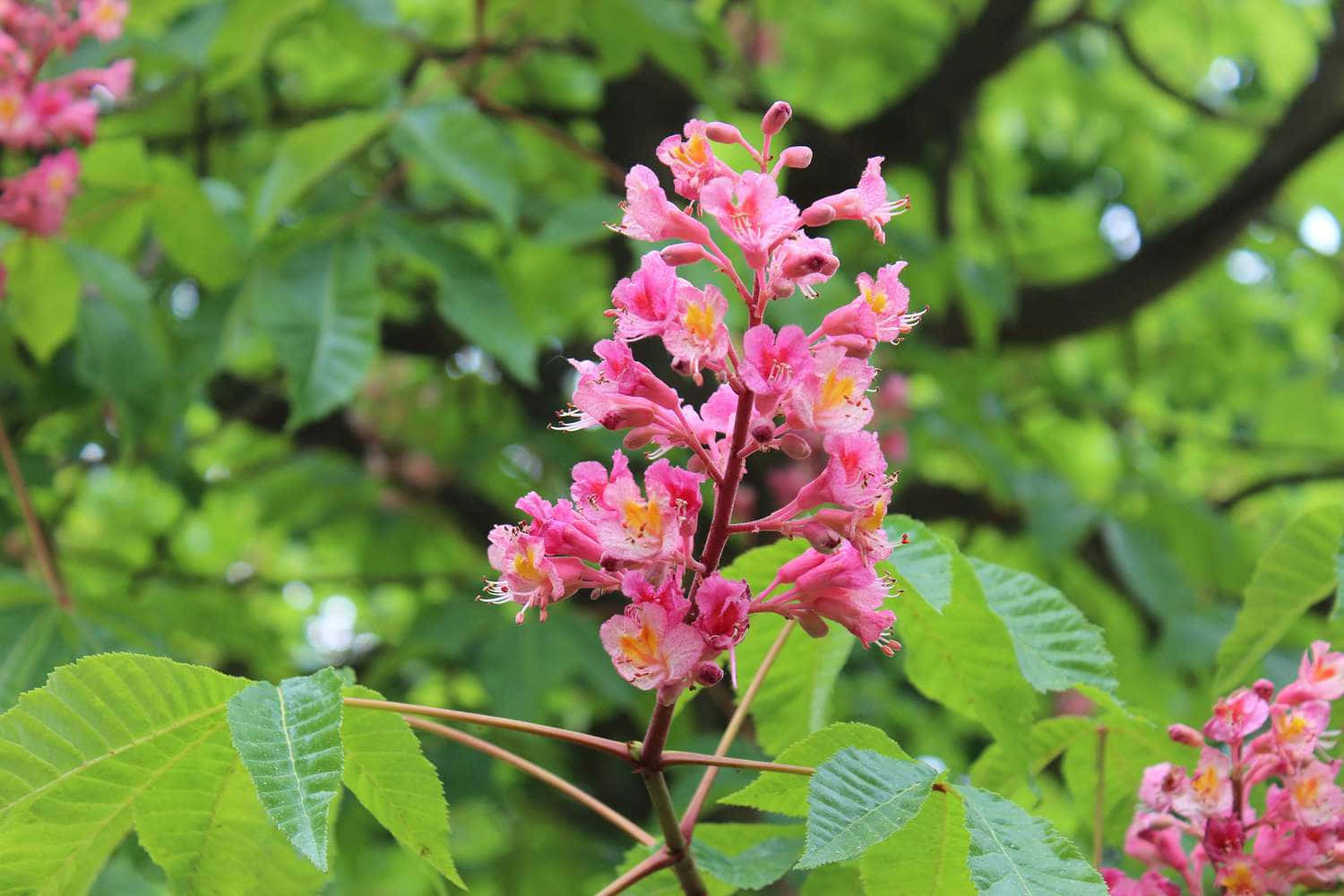 Blooming Flower Tree On A Sunny Day Wallpaper