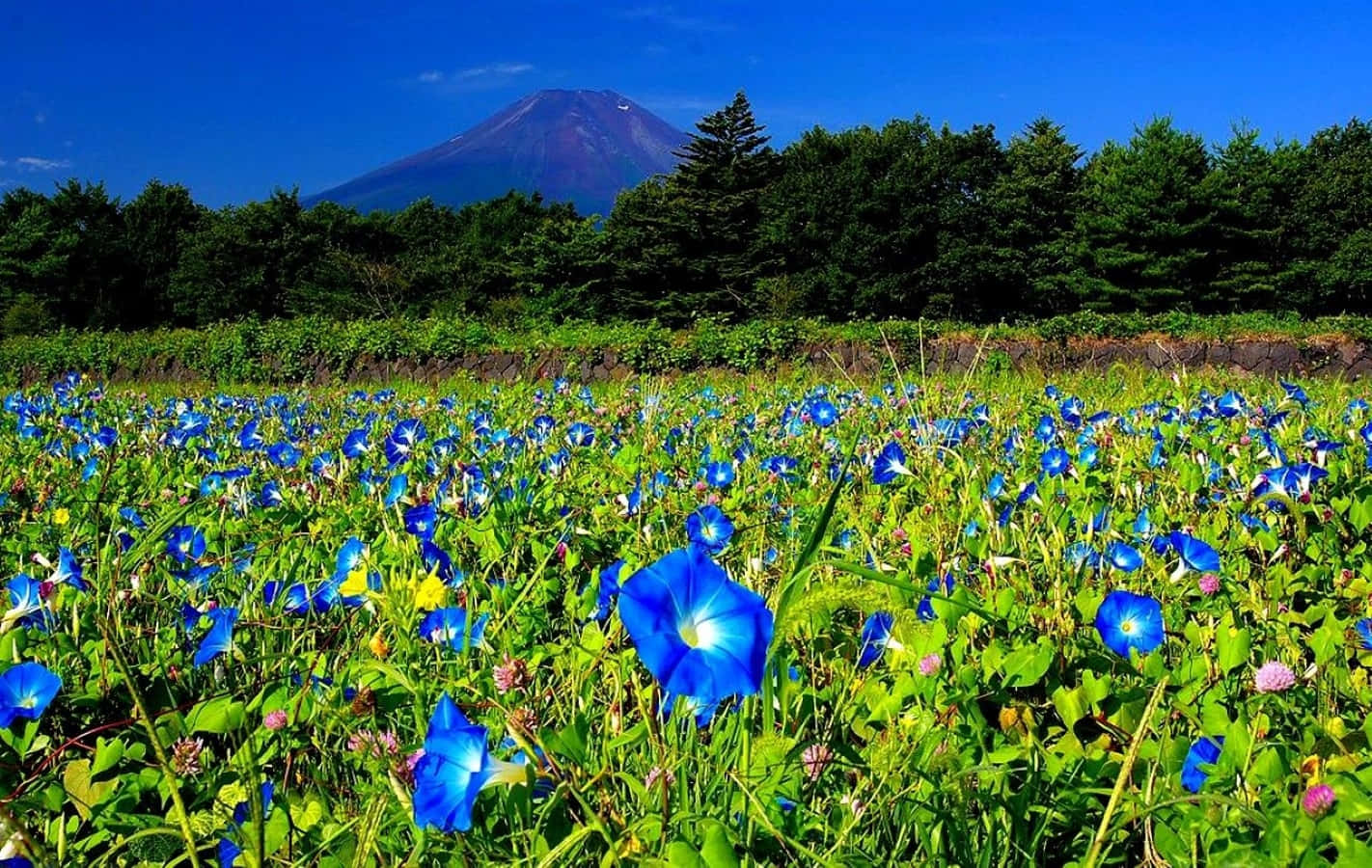 Blooming Flowers In A Stunning Spring Garden Wallpaper