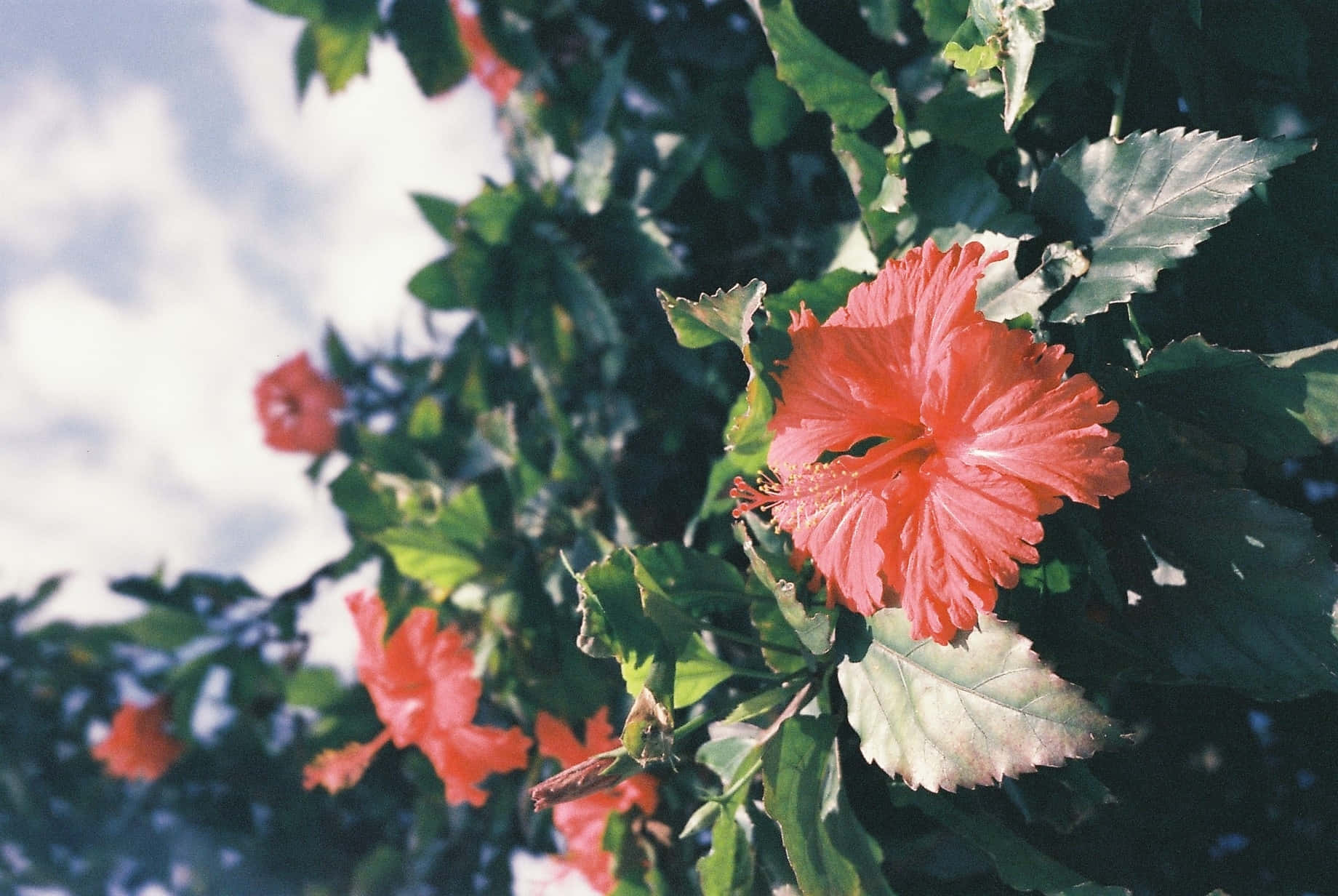 Blooming Hibiscus Flowers Sky Backdrop Wallpaper