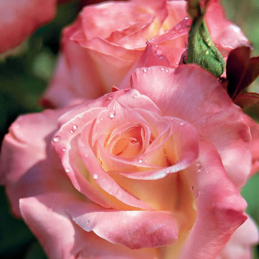 Blooming Hybrid Tea Roses In A Garden Wallpaper