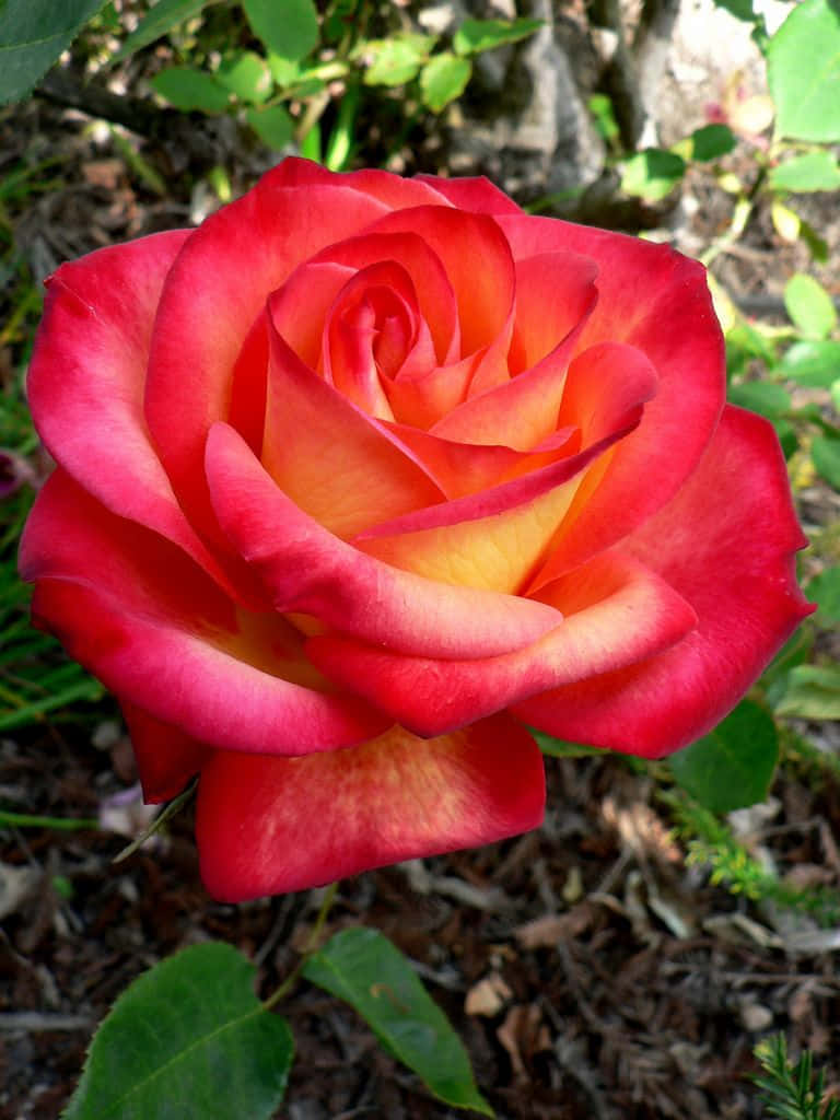 Blooming Hybrid Tea Roses In Vibrant Colors Wallpaper