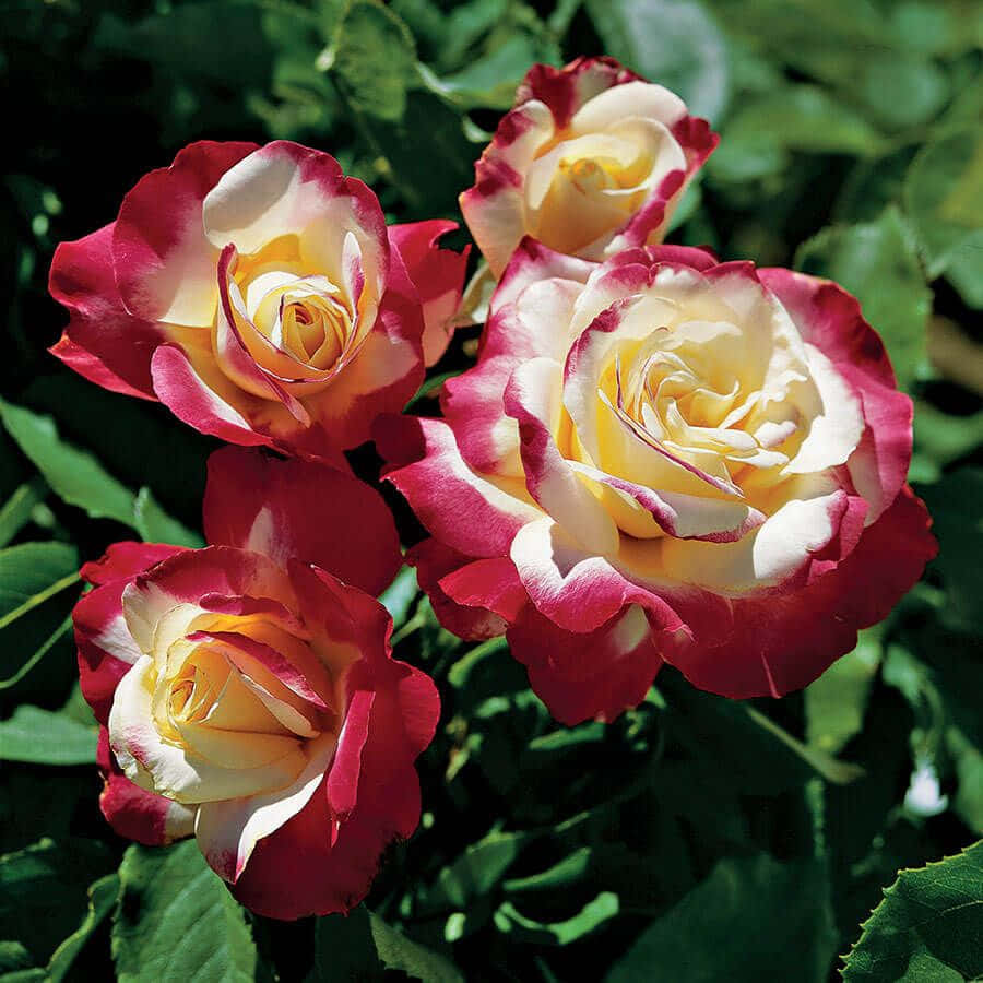 Blooming Hybrid Tea Roses In Vibrant Colors Wallpaper