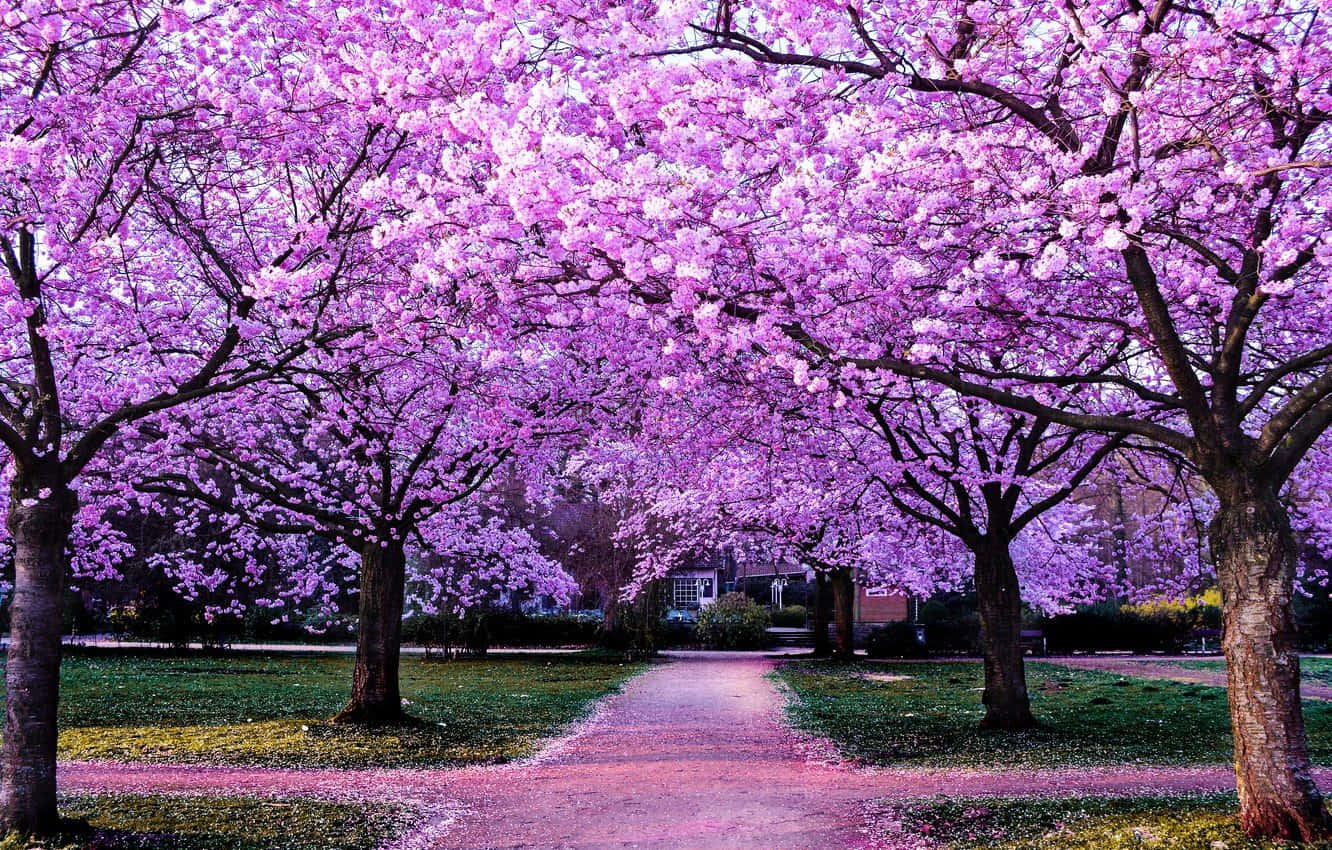 Blooming Lilac Tree Wallpaper