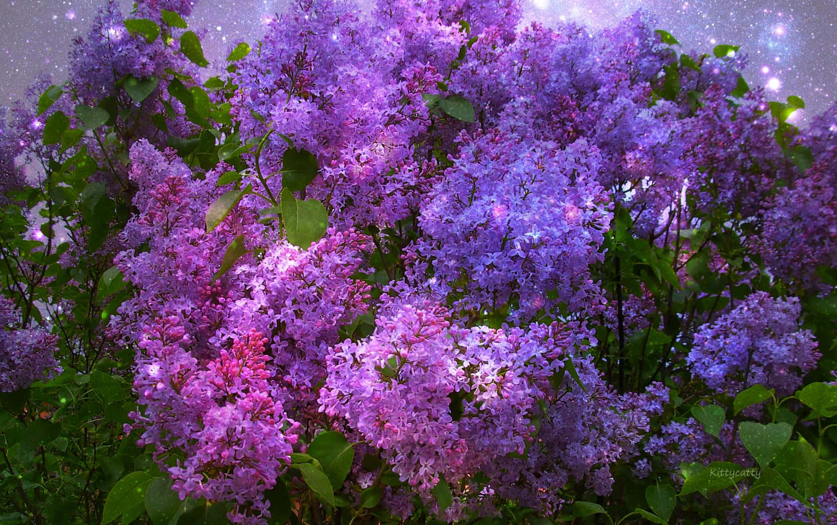 Blooming Lilac Tree In Full Glory Wallpaper