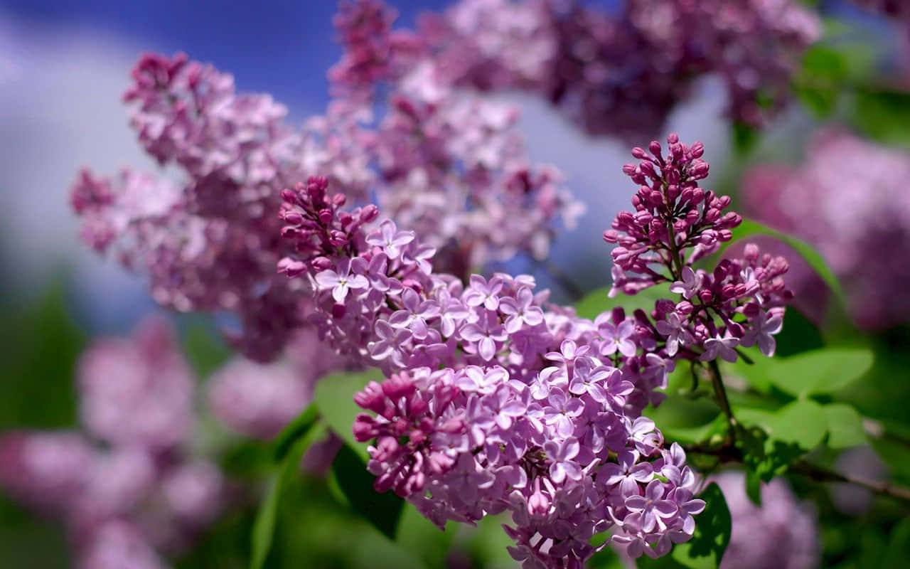 Blooming Lilac Tree In Spring Wallpaper