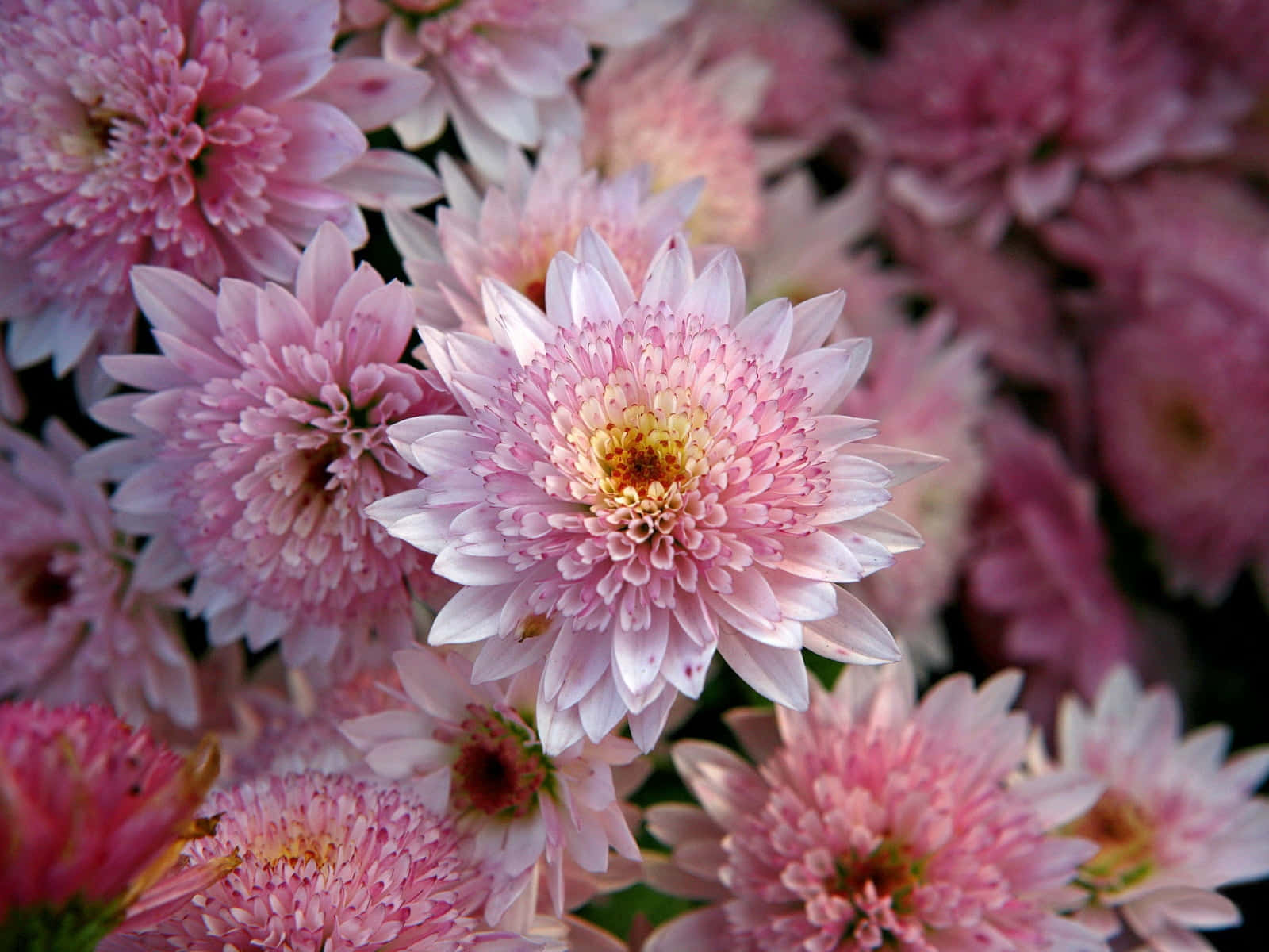 Blooming Pink Chrysanthemums In A Garden Wallpaper