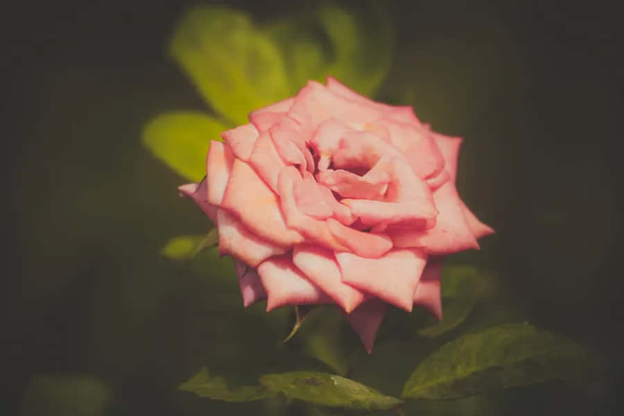 Blooming Pink Rose Dark Background Wallpaper