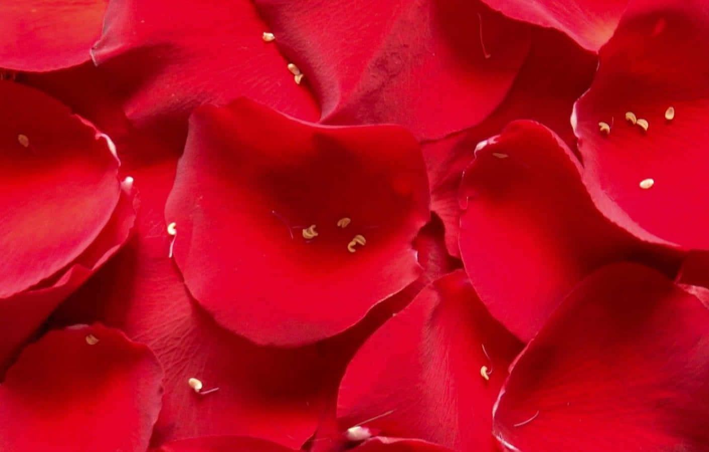 Blooming Red Rose Close-up Wallpaper