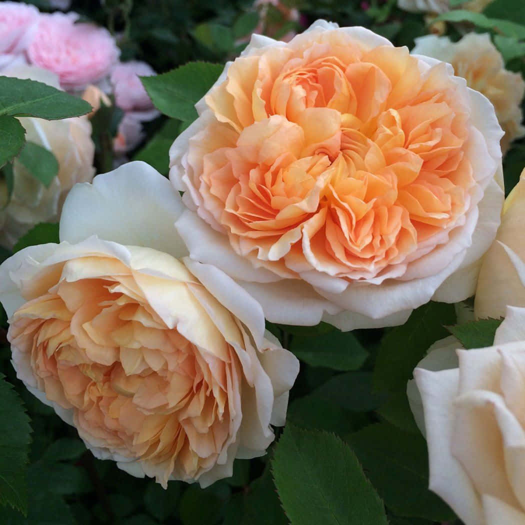 Blooming Roses In A Picturesque English Rose Garden Wallpaper