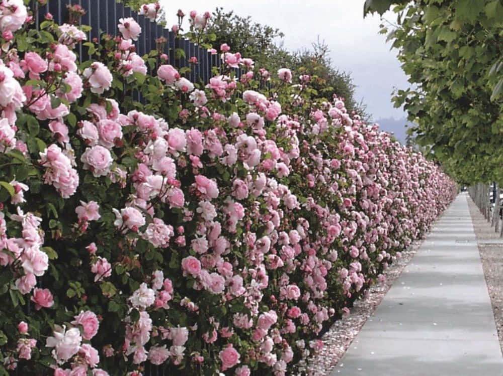 Blooming Roses In A Picturesque English Rose Garden Wallpaper