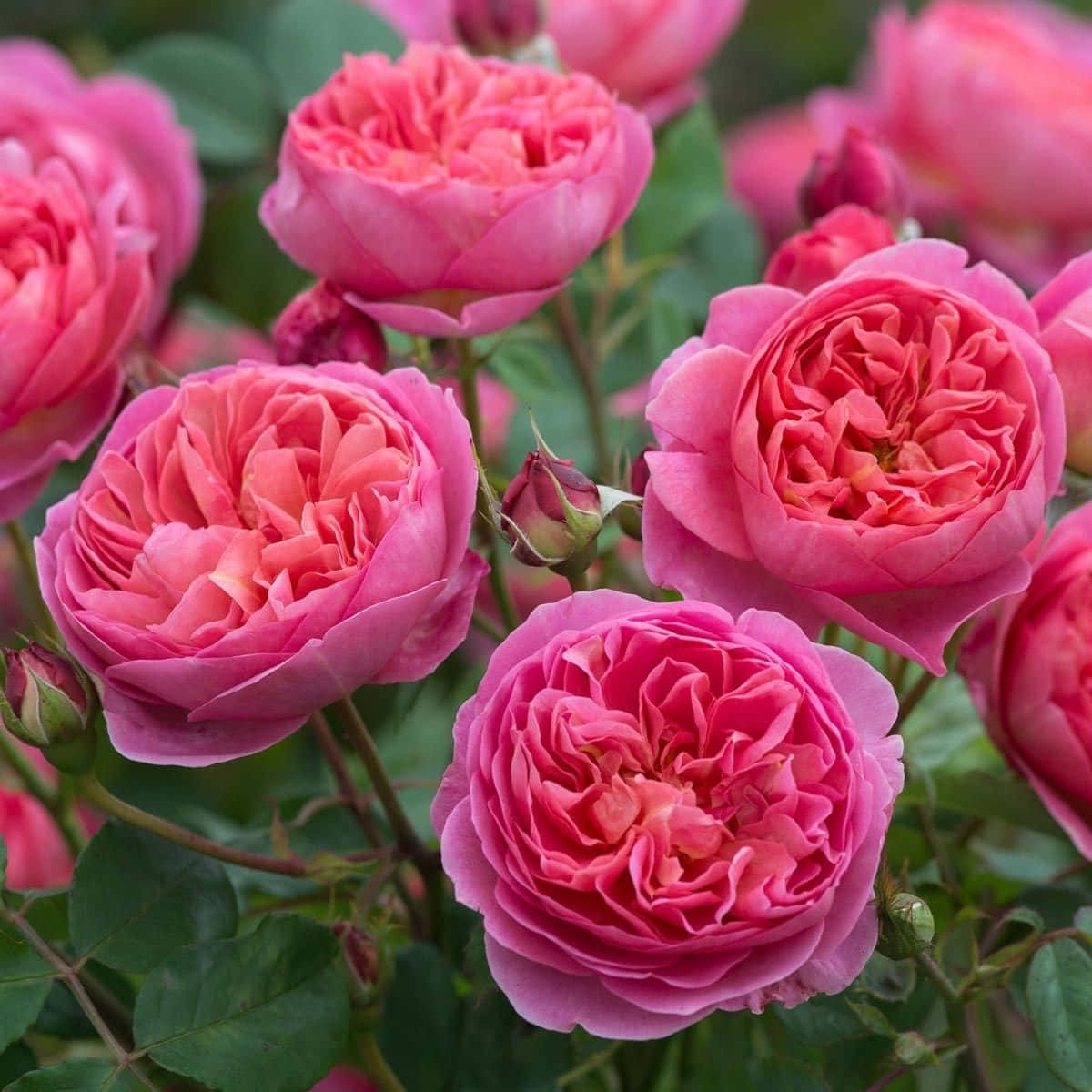 Blooming Roses In A Scenic English Garden Wallpaper