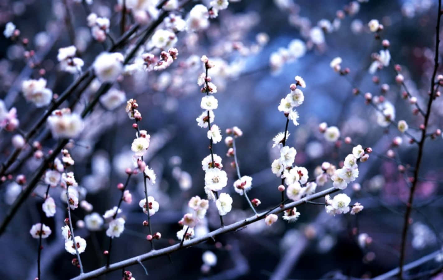 Blooming Snowy Winter Flowers Wallpaper