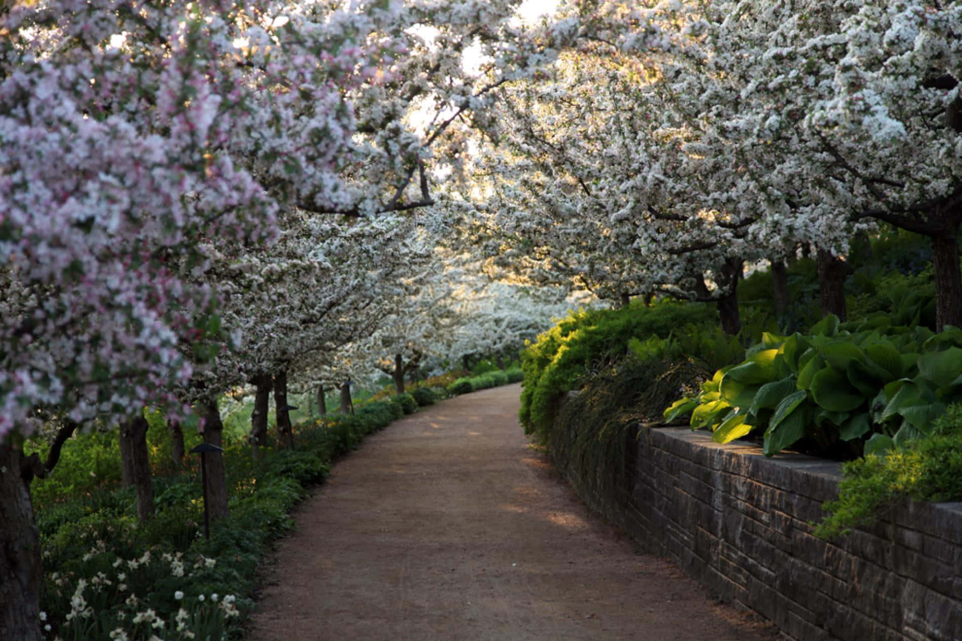 Blooming Spring Landscape In Countryside Wallpaper