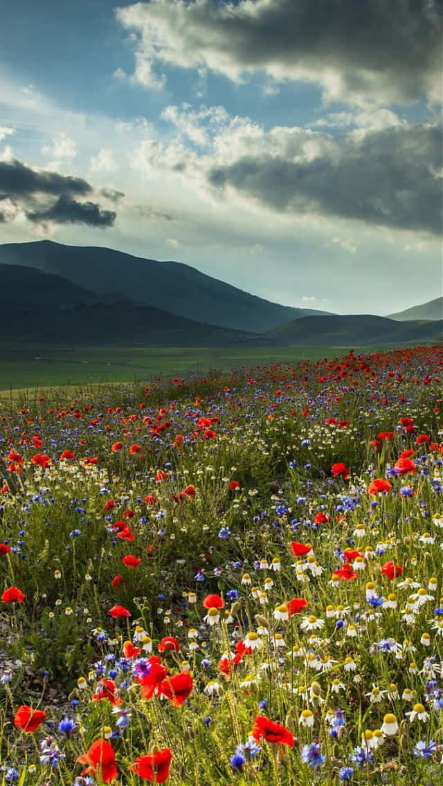 Blooming Wildflowers In A Lush Meadow Wallpaper