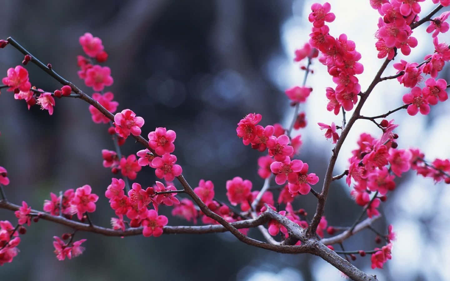 Blooming Winter Flowers In A Snowy Garden Wallpaper