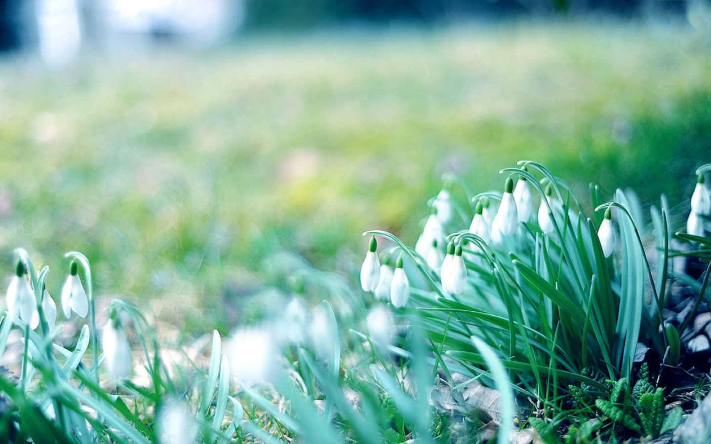 Blooming Winter Flowers In The Snow Wallpaper