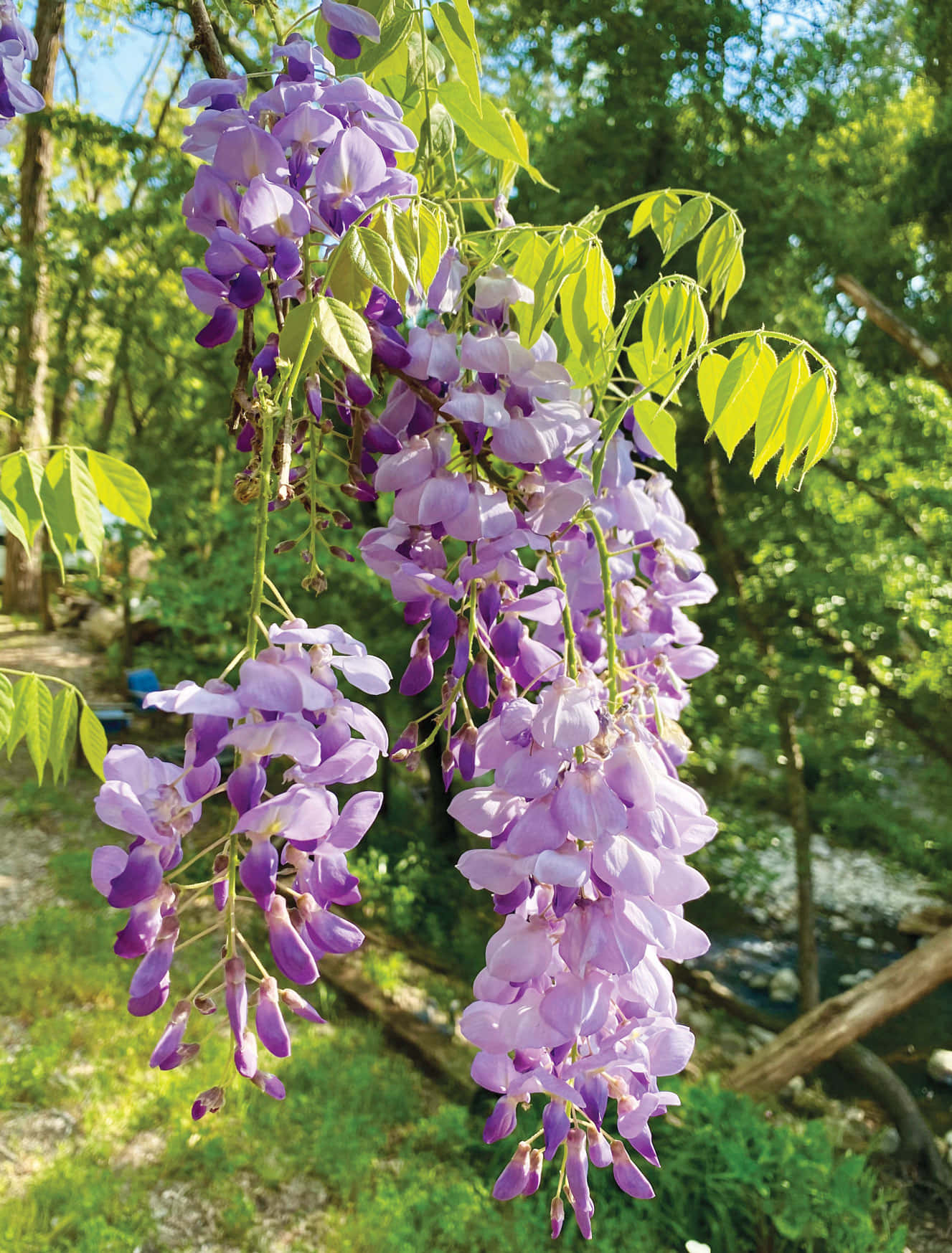 Blooming Wisteria Cascades Wallpaper