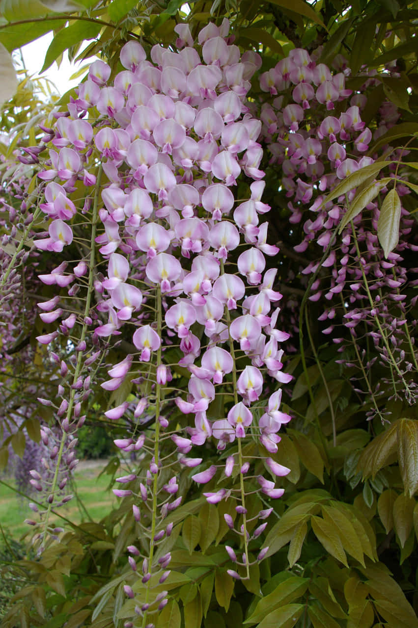 Blooming Wisteria Clusters Wallpaper